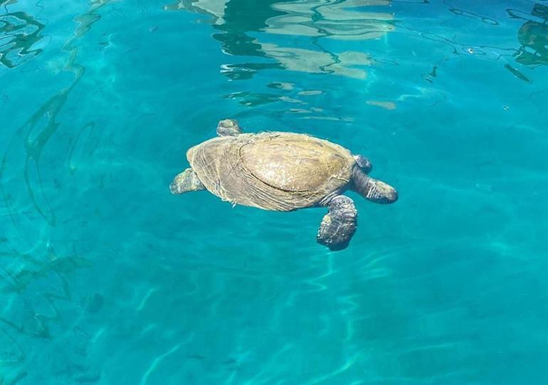 Plastik atıklar caretta carettaları öldürüyor