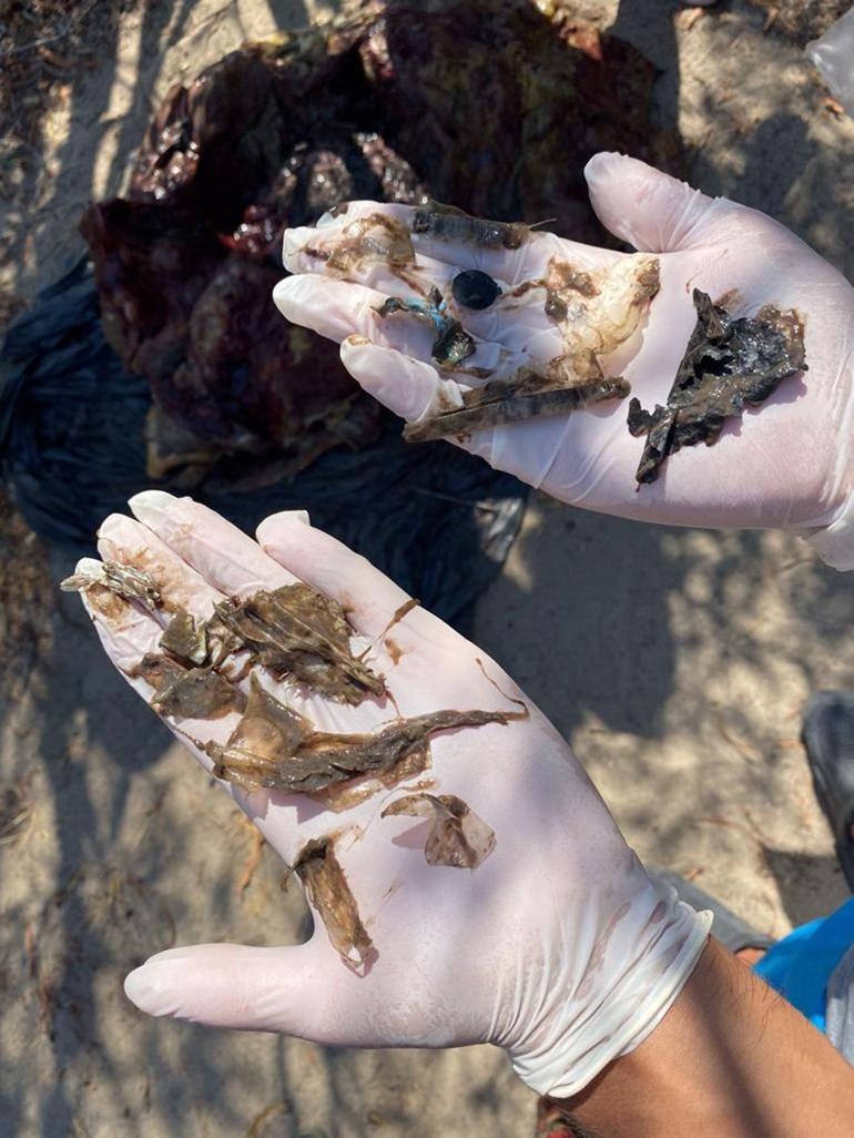 Plastik atıklar caretta carettaları öldürüyor