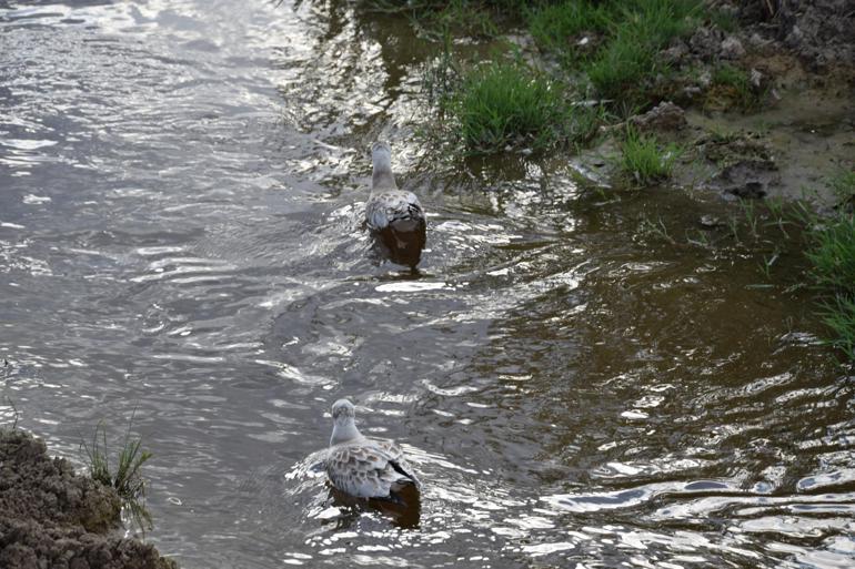 Düden Gölündeki martı ölümleriyle ilgili inceleme başlatıldı