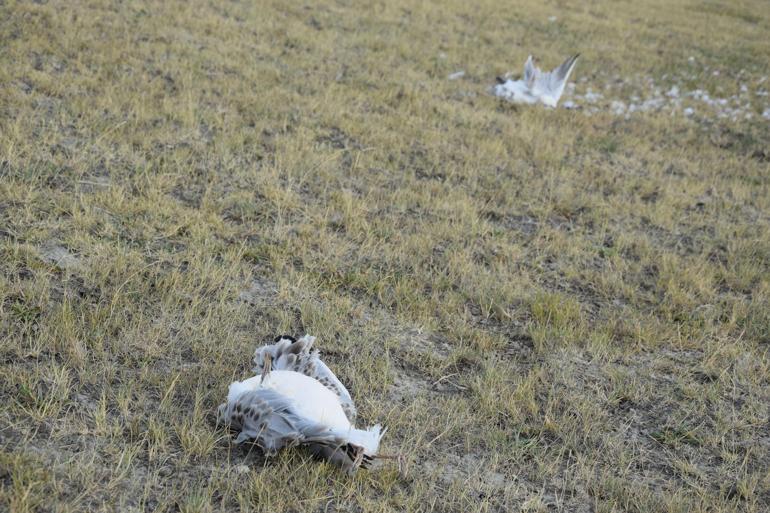 Düden Gölündeki martı ölümleriyle ilgili inceleme başlatıldı