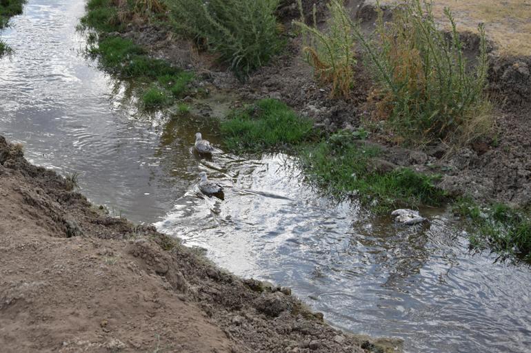 Düden Gölündeki martı ölümleriyle ilgili inceleme başlatıldı