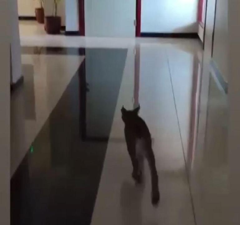 Nesli tehlike altındaki vaşak iş yerine girdi; o anlar kamerada