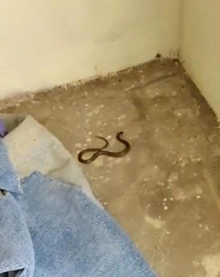 Toprak evde yılan korkusu