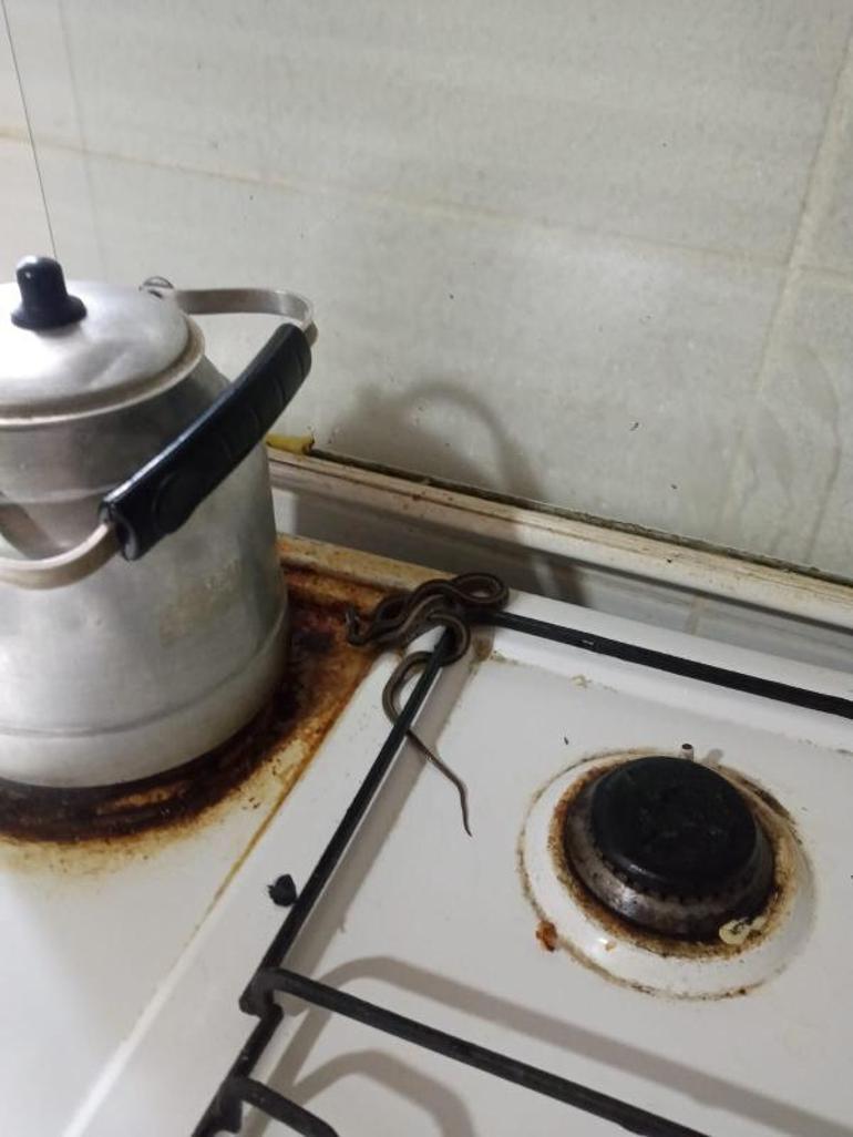 Toprak evde yılan korkusu