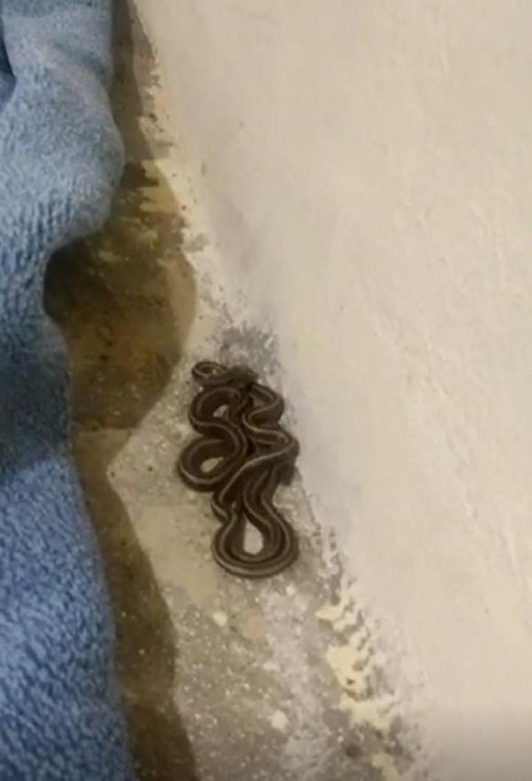 Toprak evde yılan korkusu