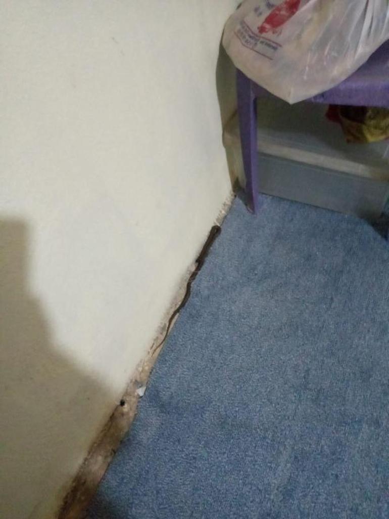 Toprak evde yılan korkusu