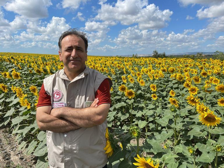 İstanbulda 4 ilçede çayır tırtılı alarmı; 25 bin dekarlık alanda etkili oldu