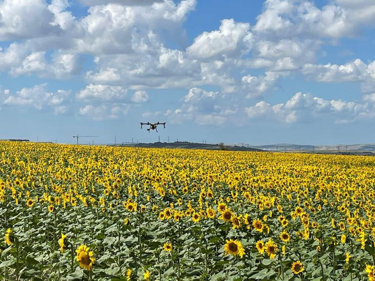 İstanbulda 4 ilçede çayır tırtılı alarmı; 25 bin dekarlık alanda etkili oldu