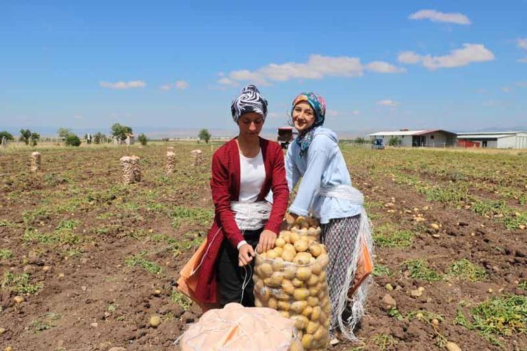 Patates üretim merkezlerinden Sandıklıda hasat başladı, fiyat çiftçinin yüzünü güldürdü