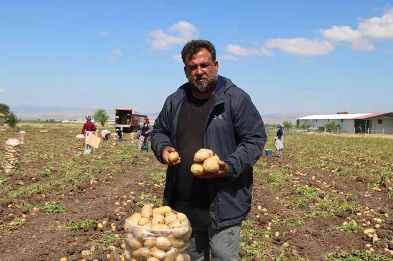 Patates üretim merkezlerinden Sandıklıda hasat başladı, fiyat çiftçinin yüzünü güldürdü