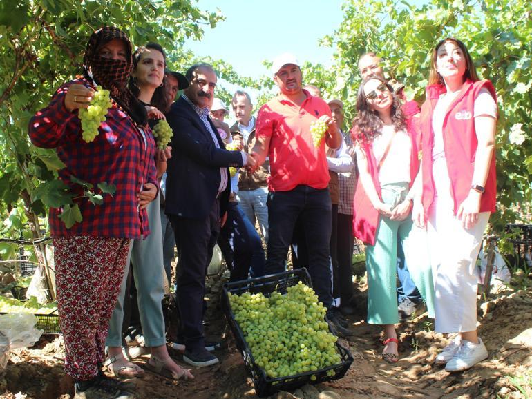 Alaşehirde erkence üzüm ihracatı başladı, ilk TIRlar yola çıktı