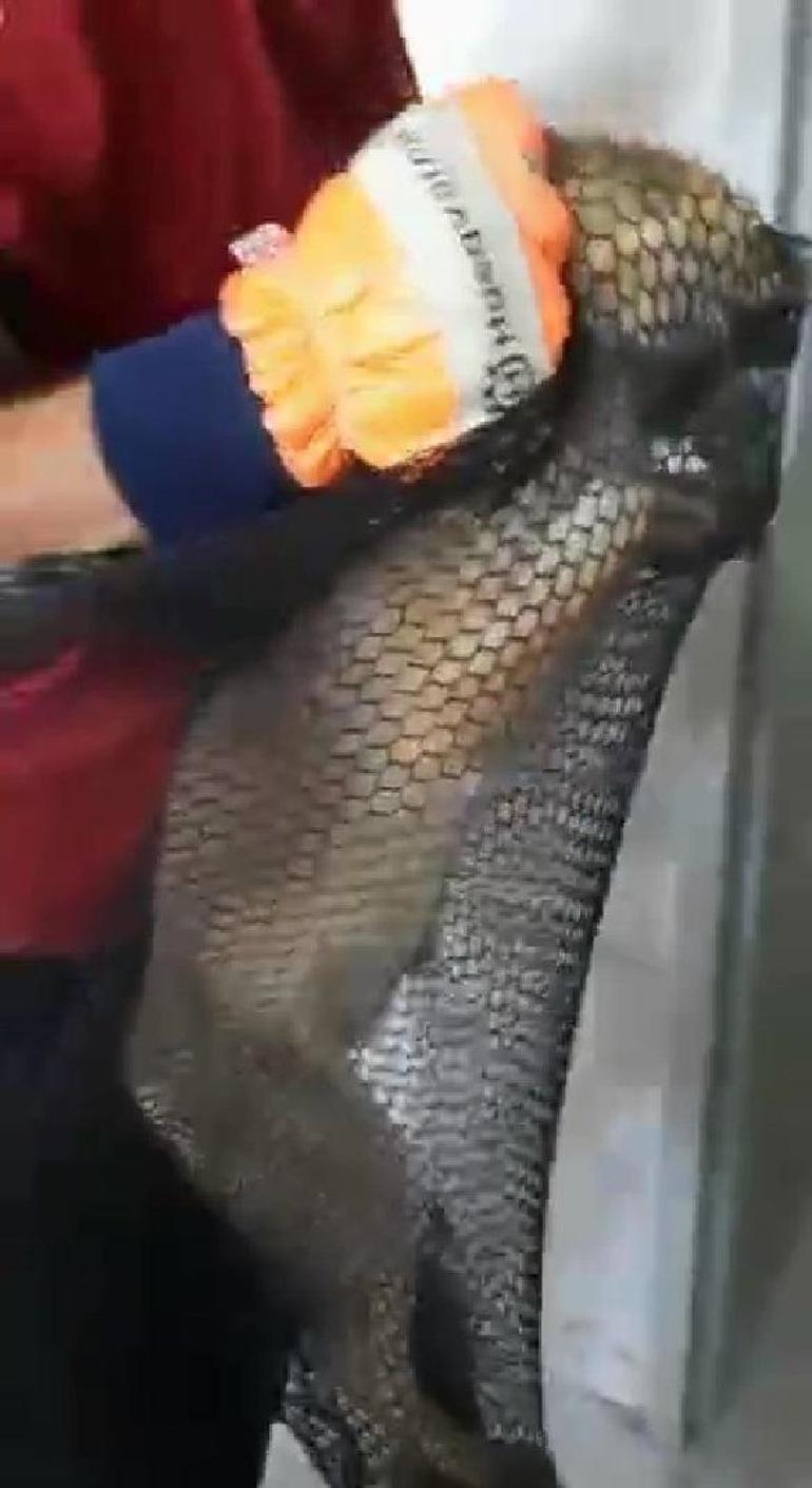 Okul binasına giren tilki, yakalanıp, doğaya salındı