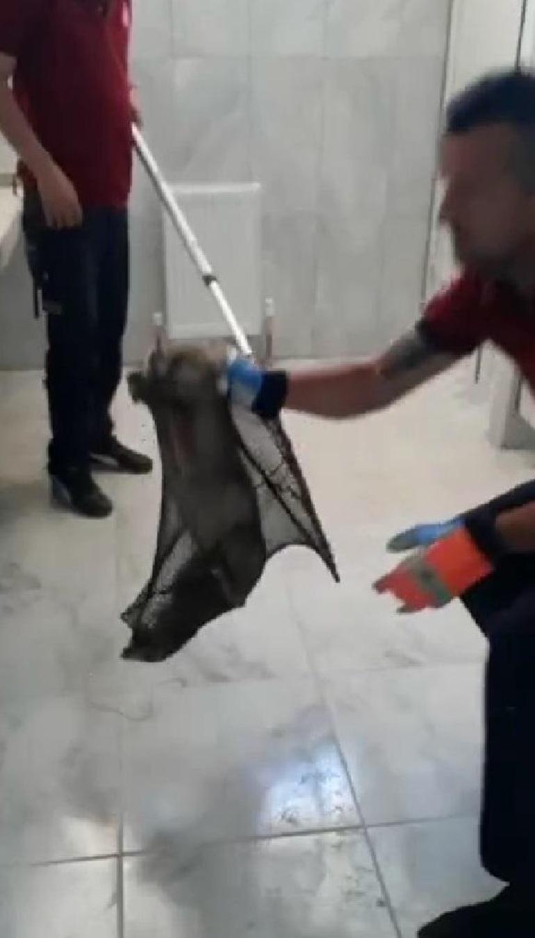 Okul binasına giren tilki, yakalanıp, doğaya salındı