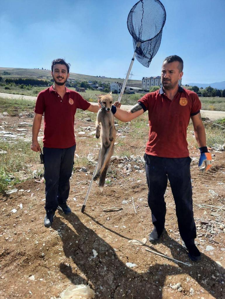 Okul binasına giren tilki, yakalanıp, doğaya salındı