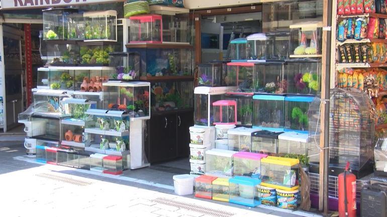 Petshoplar kasaplar odasına bağlandı tartışması; Manavlar, çiçekçiler odasına bağlı olanlar da var