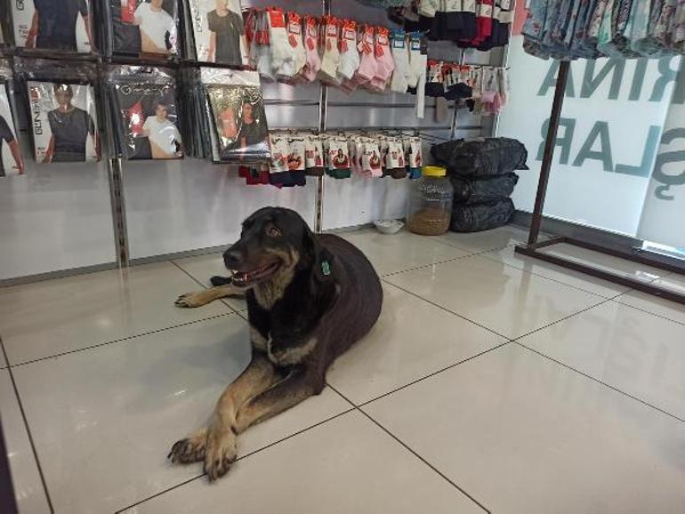 Sokak köpekleri sıcakta giyim mağazasına girdi