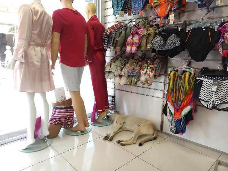 Sokak köpekleri sıcakta giyim mağazasına girdi