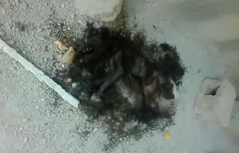 Hatayda 5 köpeğin öldürülmesine hayvanseverlerden tepki