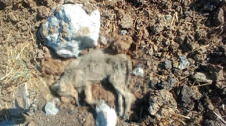 Hatayda 5 köpeğin öldürülmesine hayvanseverlerden tepki