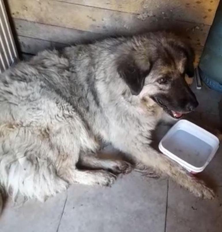 Köpeği ezmek için yolunu değiştiren sürücü ehliyetsiz çıktı