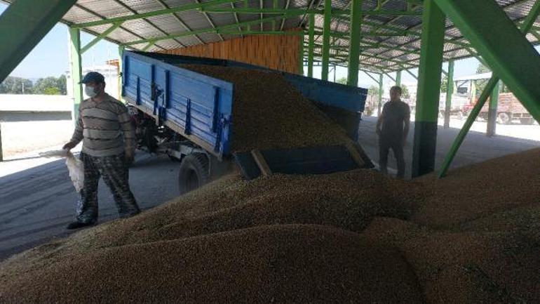 Boluda, TMOnun buğday ve arpa alımına çiftçilerden yoğun ilgi