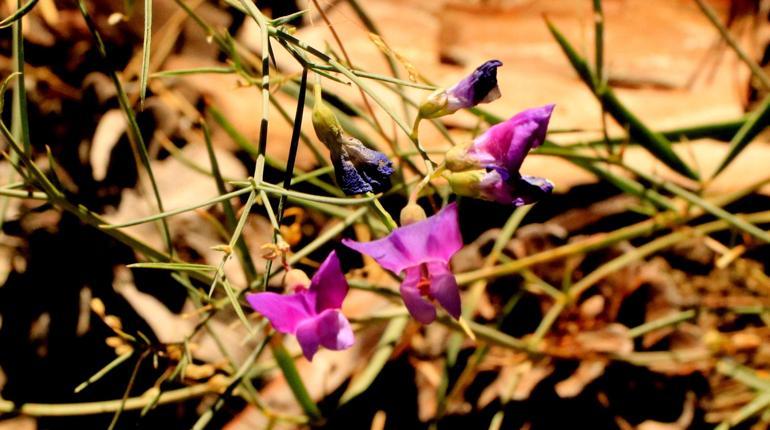 Dünya literatürüne soktuğu Tefenni moru için 11 yıldır koruma bekliyor