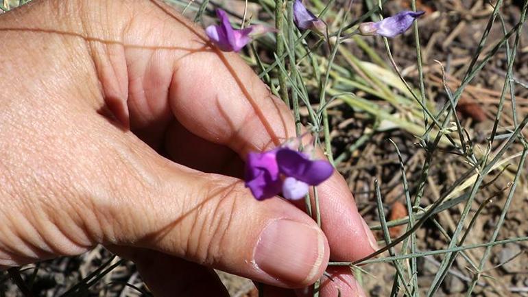 Dünya literatürüne soktuğu Tefenni moru için 11 yıldır koruma bekliyor