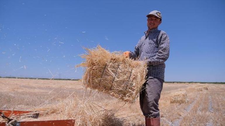 Tahıl koridoru Türk çiftçisini olumsuz etkilemeyecek