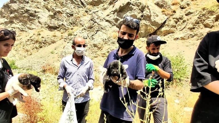 Çöplükte ölmek üzereyken bulunan köpekler, sedyeyle taşındı