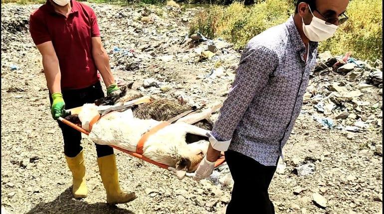 Çöplükte ölmek üzereyken bulunan köpekler, sedyeyle taşındı