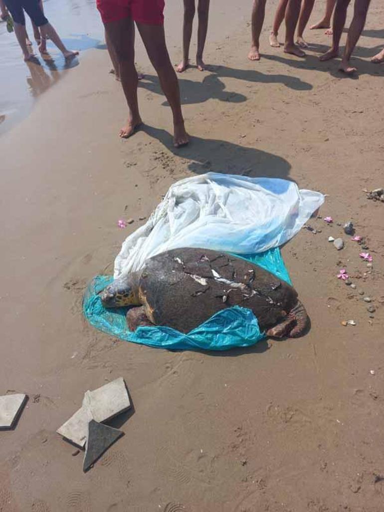 Antalyada 2 ölü deniz kaplumbağası sahile vurdu