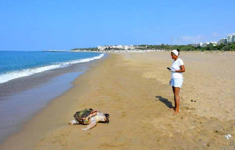 Antalyada 2 ölü deniz kaplumbağası sahile vurdu
