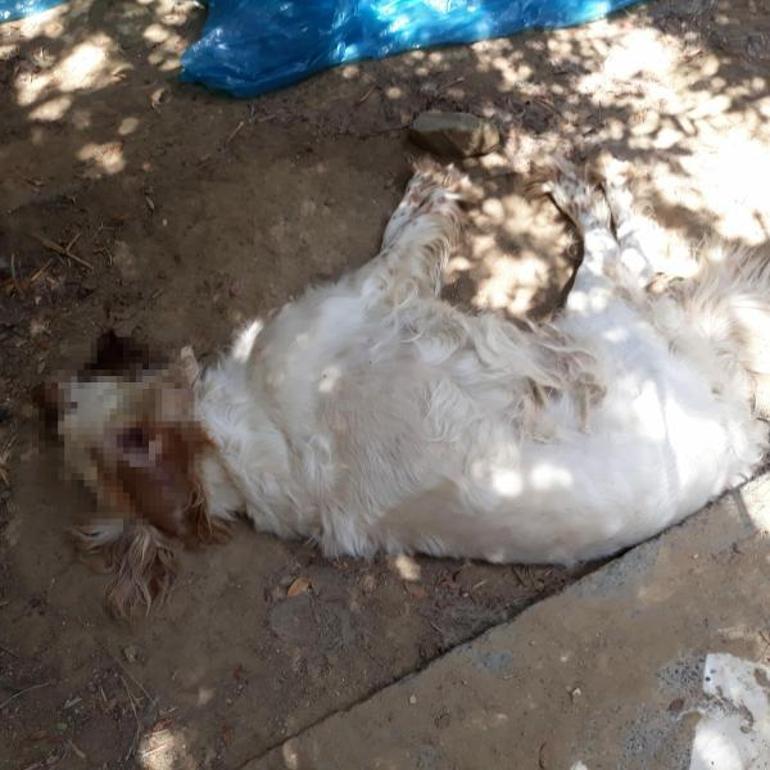 Manisada zehirlendikleri öne sürülen 15 kedi ile 1 köpek ölü bulundu