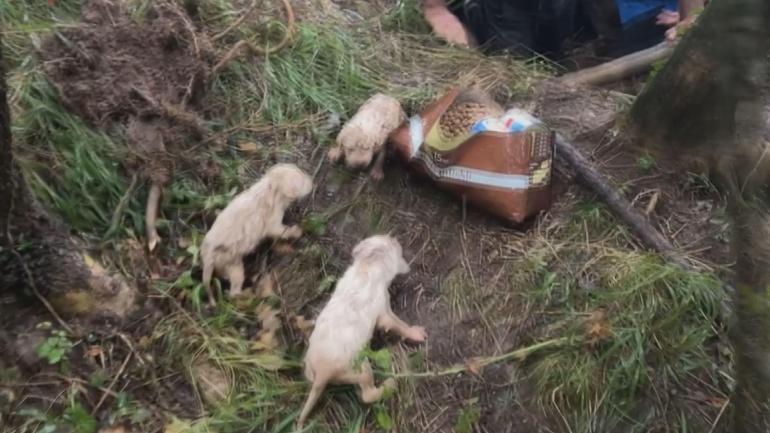 Su dolu oyuğa girip, 5 yavru köpeği kurtardı