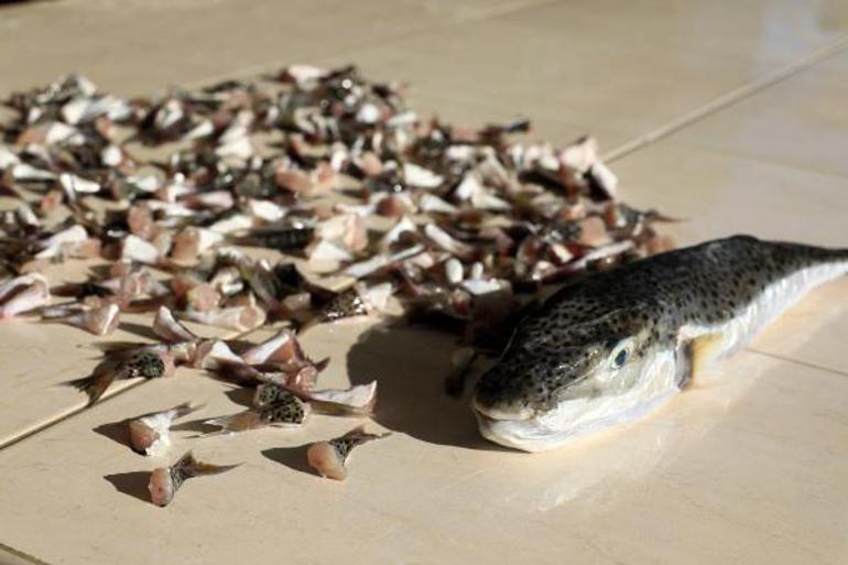 Zehirli balon balığı avında kota 1 milyon 250 bin adet