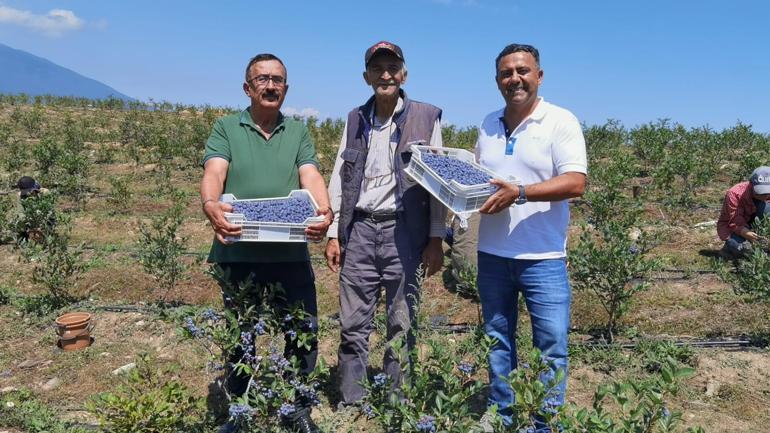 Bursadan Hong Konga yaban mersini ihracatı