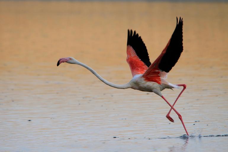 Bakan Kurum: Flamingolar kurtuldu, göçe hazırlanıyor