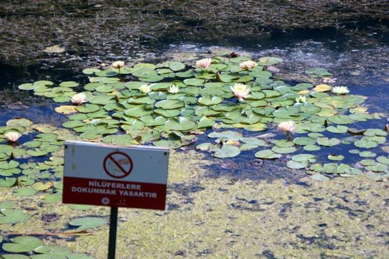 Abant ve Yedigöller’de nilüfer ve Aubrieta koparmanın cezası 109 bin lira