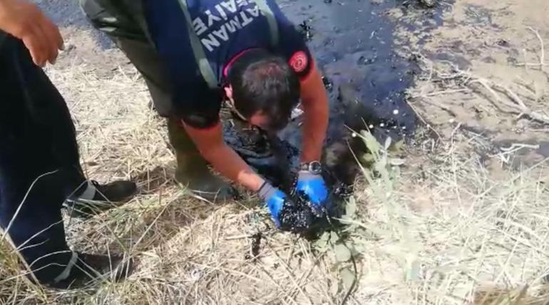 Batman’da nesli tükenme tehlikesi altındaki çizgili sırtlan petrol atığında öldü