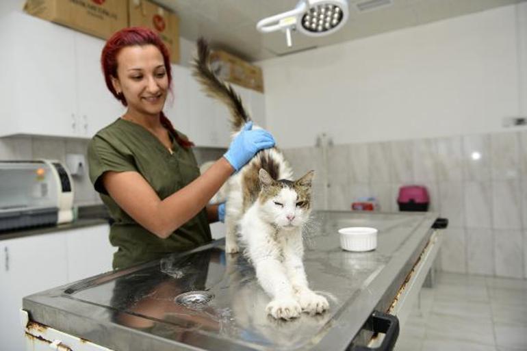 Antalyada köpek ölümlerine yenileri eklendi