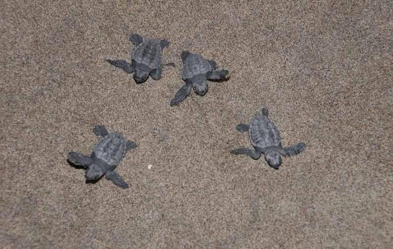 Yavru caretta carettalar için göbek bağı uyarısı: Dokunmayın