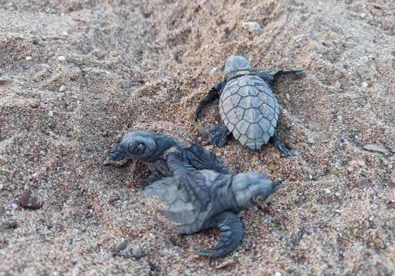 Yavru caretta carettalar için göbek bağı uyarısı: Dokunmayın