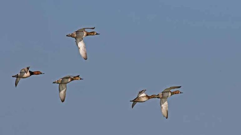 Av izni verilen hayvanlar için 120 bin imza: Vurma Beni