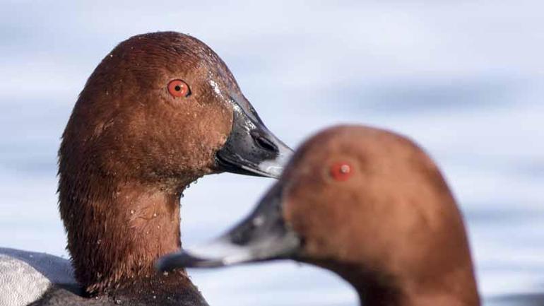 Av izni verilen hayvanlar için 120 bin imza: Vurma Beni
