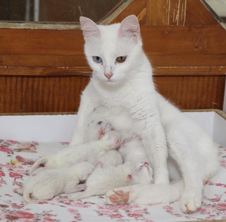 Kedi Villası’nda bu yıl 130 yavru dünyaya geldi