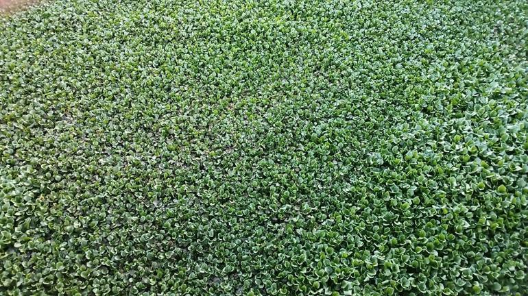 İstilacı su sümbülleri Asi Nehrinin bazı bölümlerini kapladı