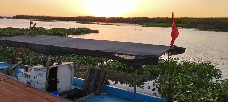 İstilacı su sümbülleri Asi Nehrinin bazı bölümlerini kapladı