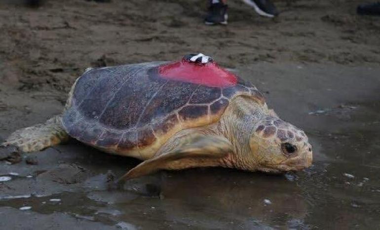 Caretta caretta Tuba 17 bin 500 kilometre katetti, 7 milyondan fazla izlendi