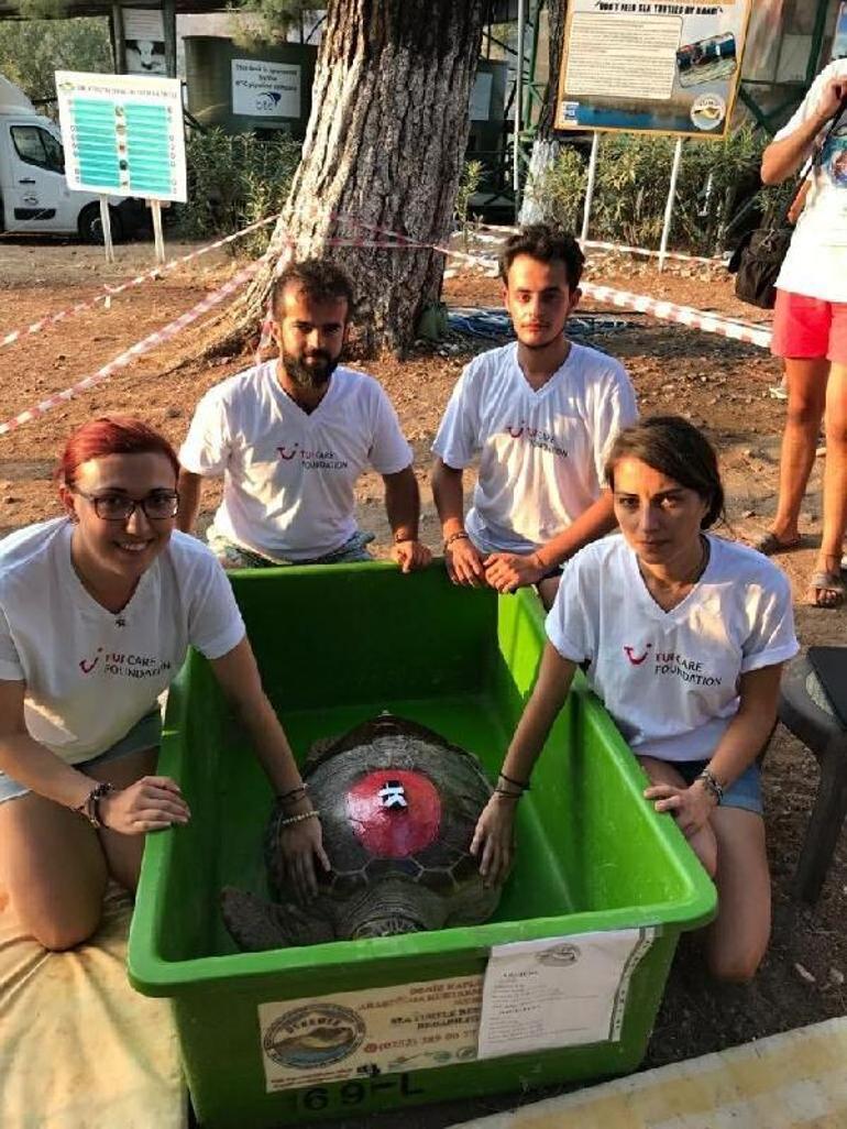 Caretta caretta Tuba 17 bin 500 kilometre katetti, 7 milyondan fazla izlendi