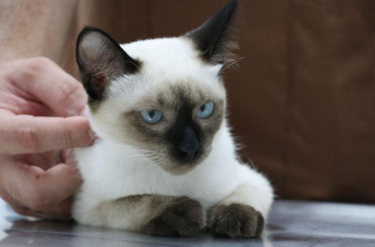 Kardeşi kuyruğuna yapışık doğan kedi kurtarıldı